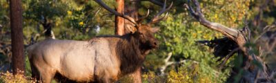 Bull Elk in the Wild