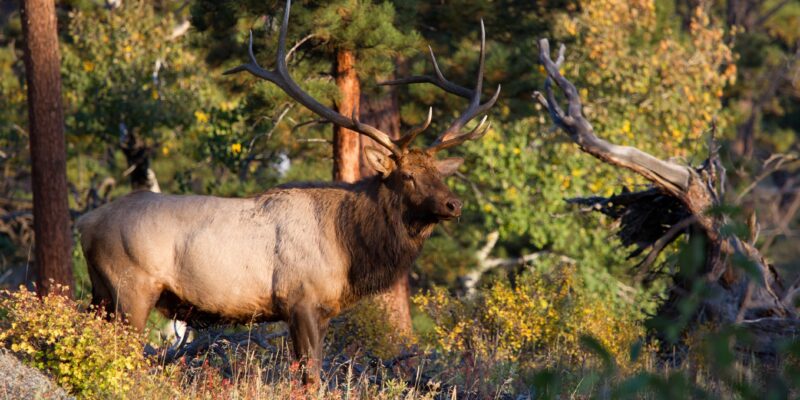 Bull Elk in the Wild