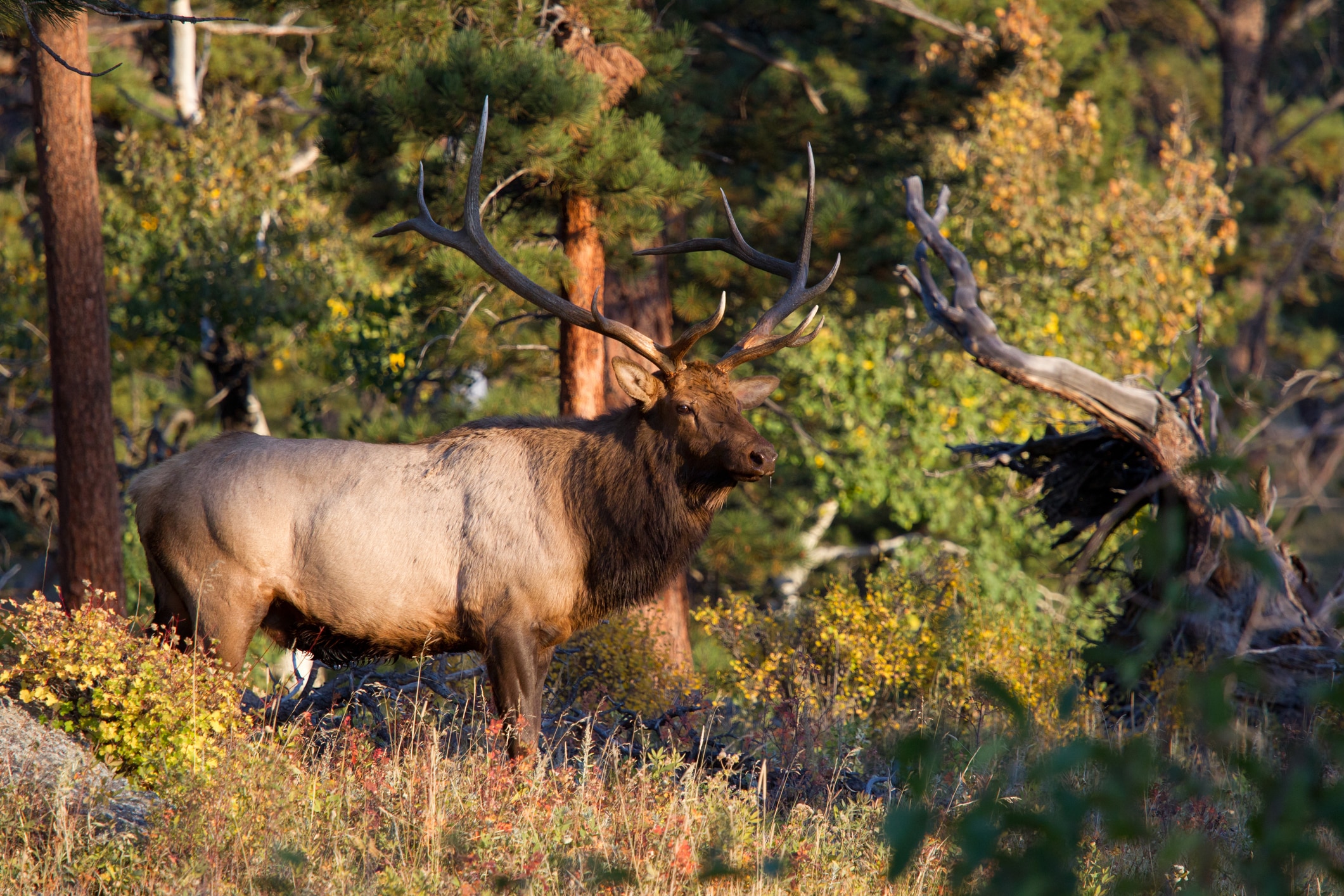 Bull Elk in the Wild
